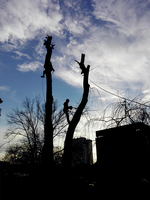 Extremal Prace wysokościowe, usługi wysokościowe - Kraków, przycinanie drzew, arborystyka